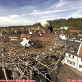 13_45-nest.jpg