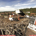 13_50-nest.jpg