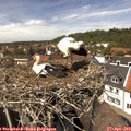 13_55-nest.jpg