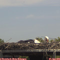 14_00-mast.jpg