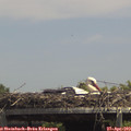 14_05-mast.jpg