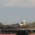 14_15-mast.jpg