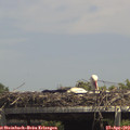 14_25-mast.jpg