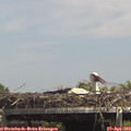 14_30-mast.jpg