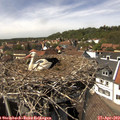 14_30-nest.jpg