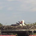 14_35-mast.jpg