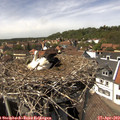 14_35-nest.jpg