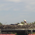 14_40-mast.jpg