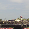 14_45-mast.jpg