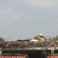 14_50-mast.jpg