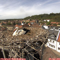 14_50-nest.jpg