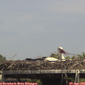 14_55-mast.jpg