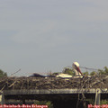 15_00-mast.jpg