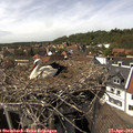 15_00-nest.jpg