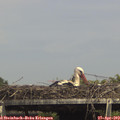 15_10-mast.jpg
