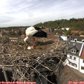 15_15-nest.jpg