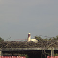 15_20-mast.jpg