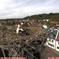 15_20-nest.jpg