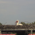 15_25-mast.jpg
