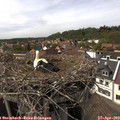 15_25-nest.jpg