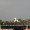 15_30-mast.jpg