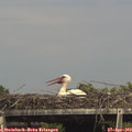 15_35-mast.jpg