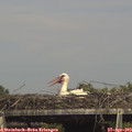 15_40-mast.jpg