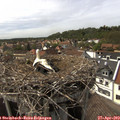 15_40-nest.jpg