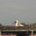 15_45-mast.jpg