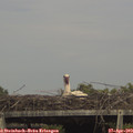 15_50-mast.jpg