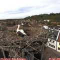15_50-nest.jpg