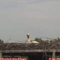 15_55-mast.jpg