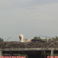 16_00-mast.jpg