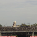16_05-mast.jpg