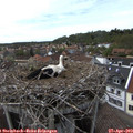 16_05-nest.jpg