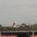 16_10-mast.jpg
