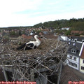 16_10-nest.jpg