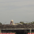 16_15-mast.jpg