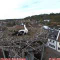 16_15-nest.jpg