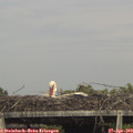 16_20-mast.jpg