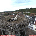 16_20-nest.jpg