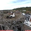 16_25-nest.jpg