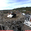 16_30-nest.jpg