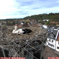 16_35-nest.jpg