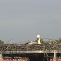 16_40-mast.jpg