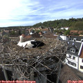 16_40-nest.jpg