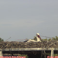 16_45-mast.jpg