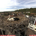 16_45-nest.jpg
