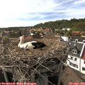 16_50-nest.jpg