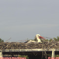 16_55-mast.jpg